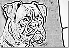 512px-Boxer_bringe_crop_340x234